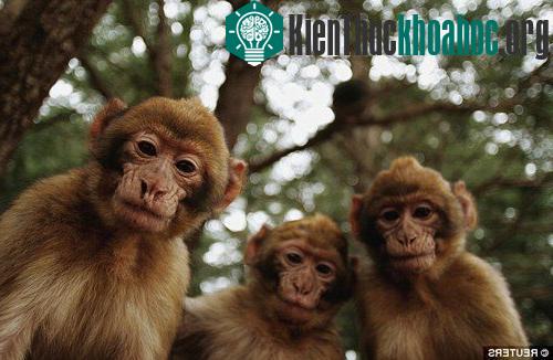 Khi động vật trở thành vũ khí quân sự