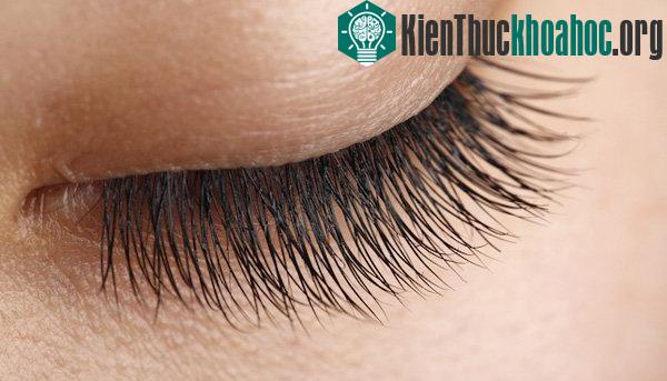 Những điều lý thú về đôi mắt