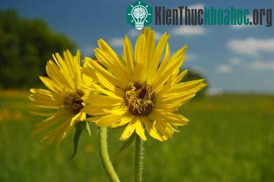 Hoa Silphium