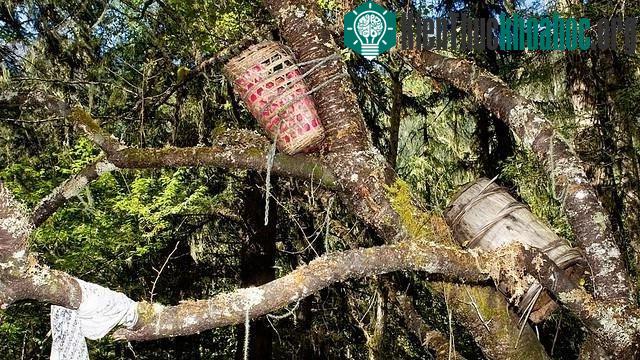 Thùng gỗ chứa thi thể được treo chắc chắn trên thân cây có cành lá tốt tươi. (Ảnh: Internet).
