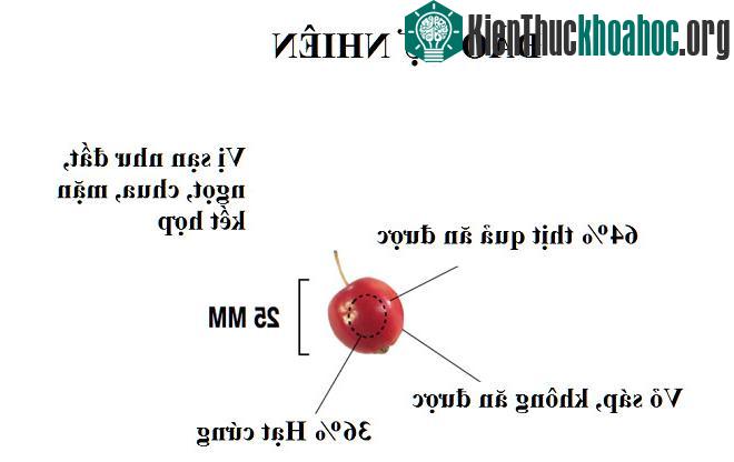 Đào tự nhiên, năm 4.000 trước Công nguyên.
