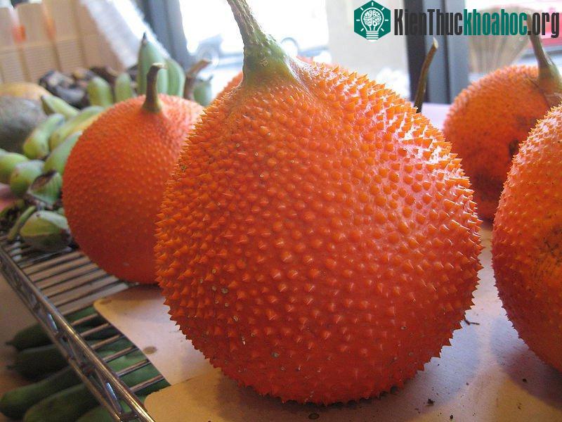 Có lẽ hầu hết chúng ta đã từng thưởng thức món xôi gấc. Đây là một loại quả độc đáo của Việt Nam, chúng được sử dụng trong ẩm thực và y học. (Ảnh: Wik...
