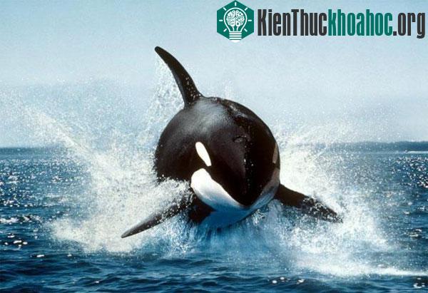 Quy đinh kỳ quặc về sở hữu cá voi chết tại Anh. (Ảnh: blogspot.com)