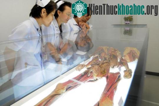 Một thi thể được xử lý bằng quá trình nhựa hóa. (Ảnh: NationalMultimedia).
