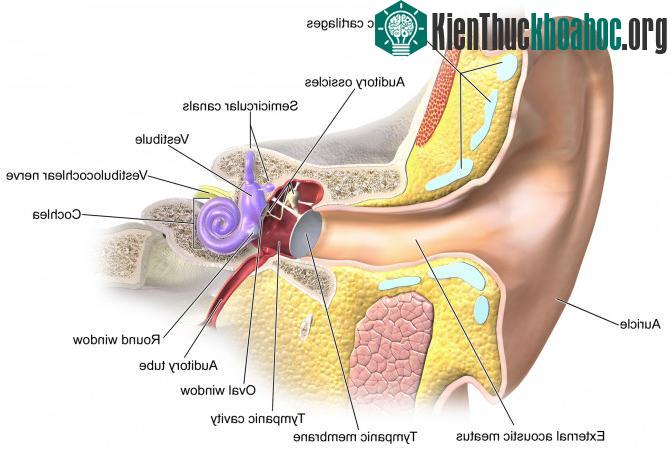 5 khả năng kỳ lạ của con người khi lái xe
