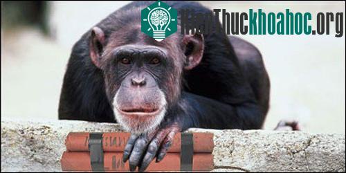 Khi động vật trở thành vũ khí quân sự