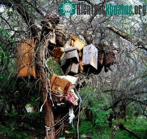 Thi thể của các em bé được treo trên cây để có thể lên thiên đường một cách dễ dàng. (Ảnh: Strange.)