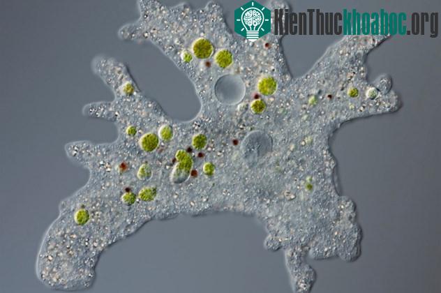Những con trùng biến hình độc khổng lồ với chiều dài cơ thể tới 10 cm dưới rãnh&nbsp;Mariana &nbsp;