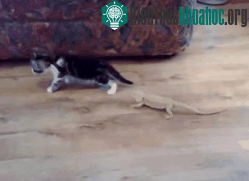 Lý giải hiện tượng mèo sợ... dưa chuột đang gây sốt