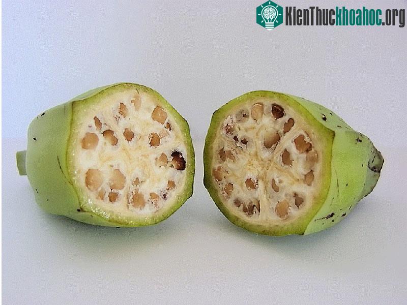 Giống chuối cổ xưa ít thịt, có hạt cứng