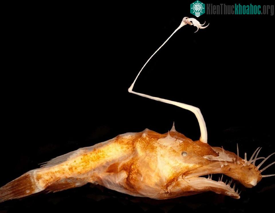 Một loài cá vây chân mới vừa được tìm thấy tại sâu dưới đại dương thuộc vùng biển bắc vịnh Mexico.