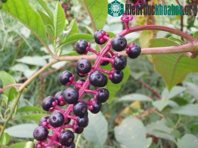 Những loại quả tuyệt đối không ăn nếu lạc vào rừng