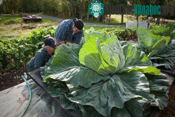 Nông dân Alaska chăm bón bắp cải khổng lồ.