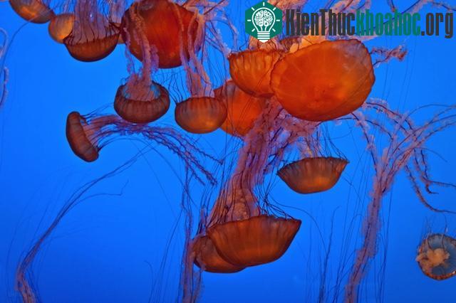 13 phát minh khoa học đột phá mà con người vay mượn từ thiên nhiên
