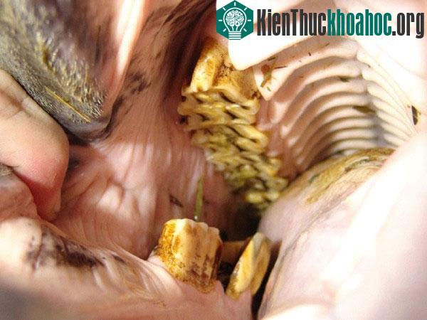 Một loạt nghề mà không ai tin là sẽ tồn tại trên đời- ảnh 5