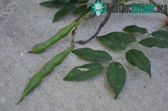 Những loại quả tuyệt đối không ăn nếu lạc vào rừng