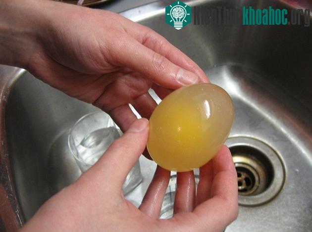 Trứng có hình dáng trong suốt kỳ lạ.