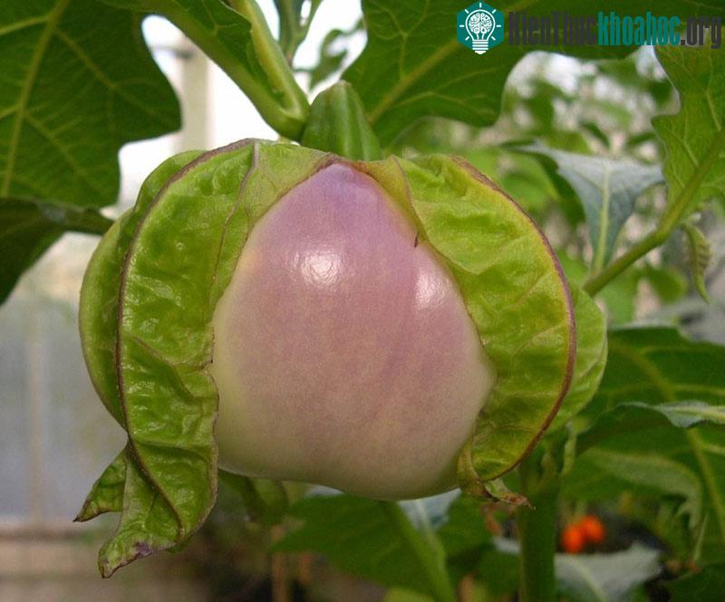 Giống cà tím nguyên thủy có gai ở cuống hoa.