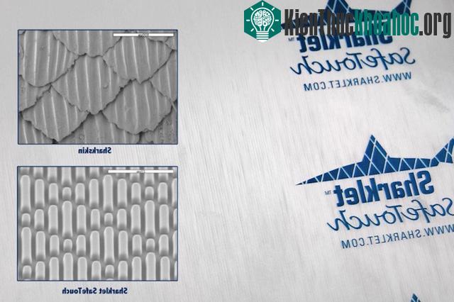 13 phát minh khoa học đột phá mà con người vay mượn từ thiên nhiên