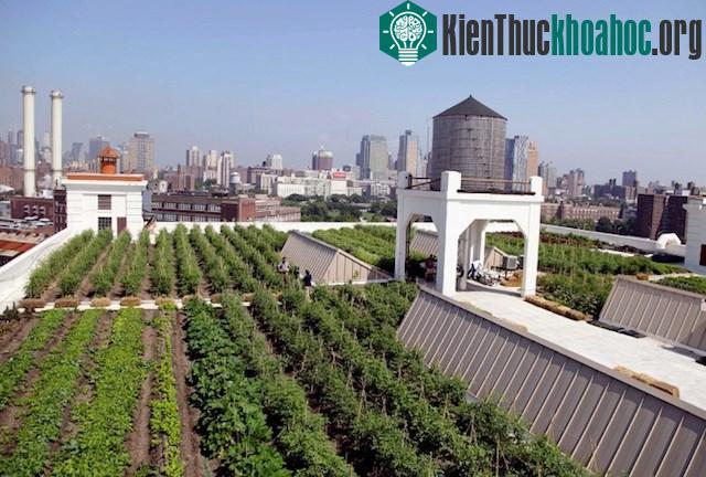 Không còn gạo, con người sẽ ăn gì?- ảnh 5