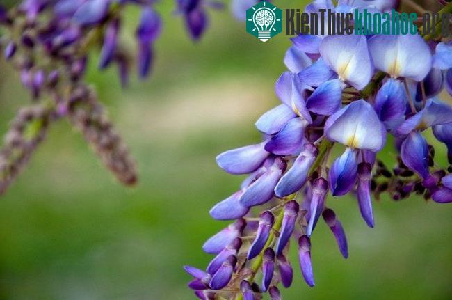 Hoa rất đẹp, nhưng quả cây tử đằng thì không thể đụng đến.