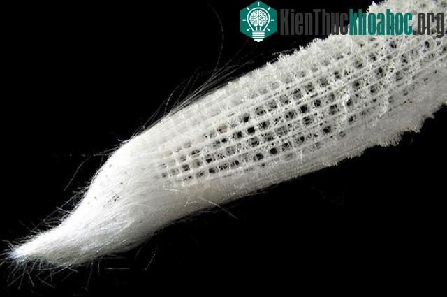 13 phát minh khoa học đột phá mà con người vay mượn từ thiên nhiên
