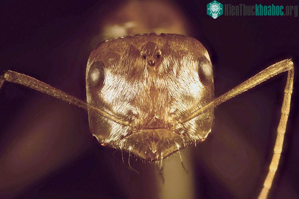 Một con kiến bạc Saharan (Cataglyphis bombycina) có thể đi tìm thức ăn trên cát trong sa mạc với nhiệt độ có thể lên tới 70 độ C nhờ vào một lớp phủ sáng bóng trên người, giúp nó không bị thiêu đốt...