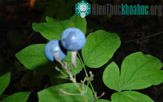 Cây cohosh xanh