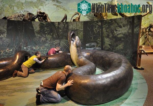 Loài rắn cổ đại kinh dị nhất là Titanoboa, loài này từng sinh sống khoảng từ 60 tới 58 triệu năm trước, trong thế Paleocen. Các nhà nghiên cứu ước tính rằng sinh vật dài khoảng 13m, cân nặng khoảng...