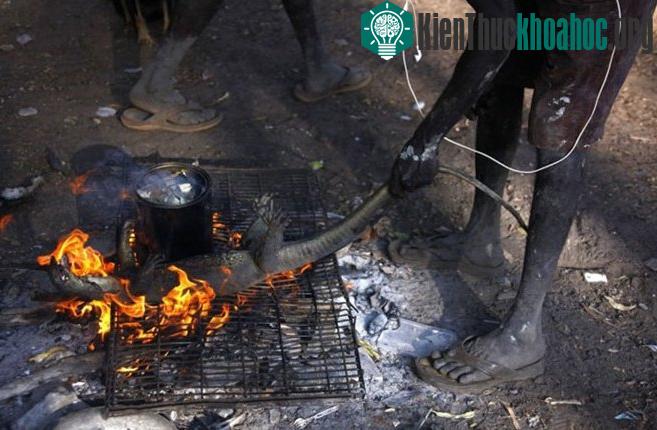 Bộ tộc 60 ngàn năm săn lùng cá sấu trong rừng thẳm- ảnh 8