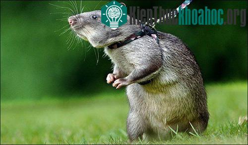 Khi động vật trở thành vũ khí quân sự