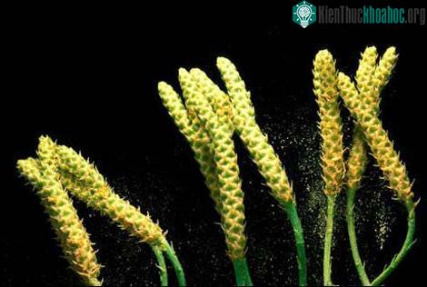 Lịch sử Trái đất qua hình ảnh (Phần I)