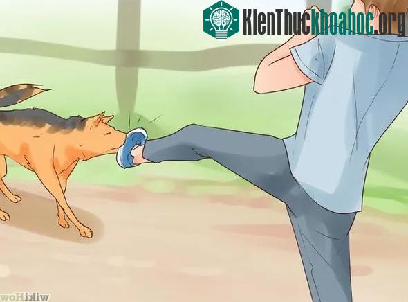 Khi bị tấn công, hãy tìm cách chống trả. Tấn công vào những điểm yếu như mũi, cổ họng, gáy... sẽ khiến chó chùn bước.
