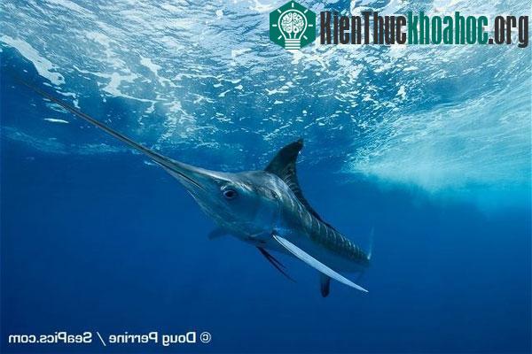 Quái vật ăn thịt mõm kiếm dài, sắc nhọn săn mồi nhanh kỷ lục đại dương