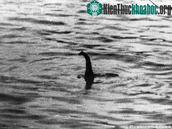Ảnh chụp chứng minh quái vật hồ Loch Ness không phải là một huyền thoại.