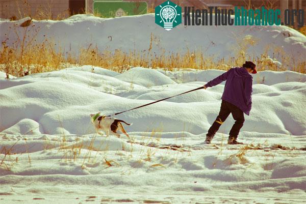 Chú chó bướng bỉnh không chịu đi theo hướng người chủ dắt