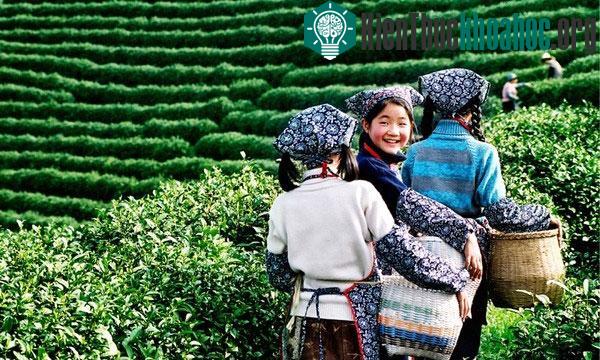 Châu Á được xem là cái nôi của văn hóa trà trên thế giới.