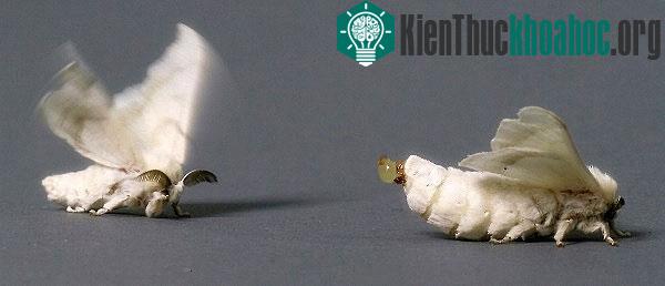 Ngài - một "chuyên gia" sử dụng pheromone để tìm bạn tình trong giới sinh vật.