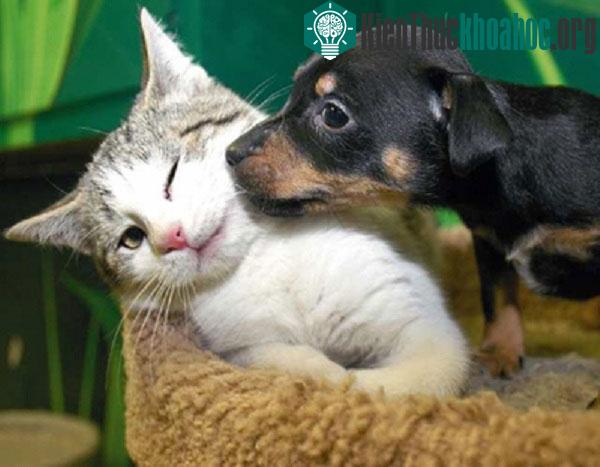 Nhiều động vật xung quanh chúng ta là biểu tượng may mắn, chỉ có điều chúng ta có biết hay không mà thôi.
