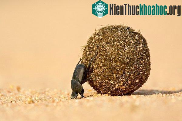 Lý giải tại sao người Ai Cập tôn sùng loài bọ hung ăn phân