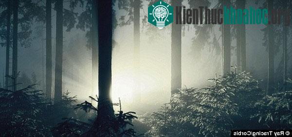 Xem tài liệu mô tả trải nghiệm "đến gần cái chết" của thế kỷ 18