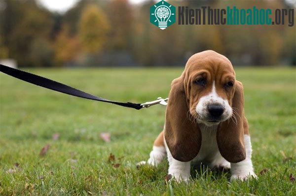 Động vật được thuần hóa càng ngày càng có những đặc điểm khác biệt với tổ tiên hoang dã của chúng.