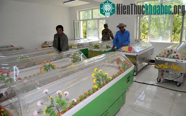 Các quan tài băng để bảo quản xác chết