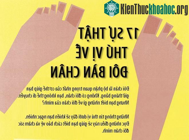 17 sự thật ít biết về bàn chân