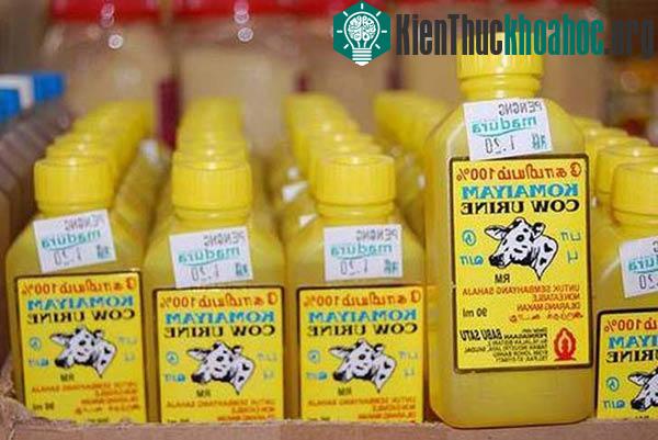 Bia làm từ nước tiểu bò rất thịnh hành ở Ấn Độ.