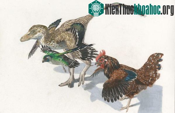 Theo nghiên cứu mới, chim đã tái mọc một mẩu xương từng biến mất ở các loài khủng long 2 chân cách đây hàng triệu năm.&nbsp;