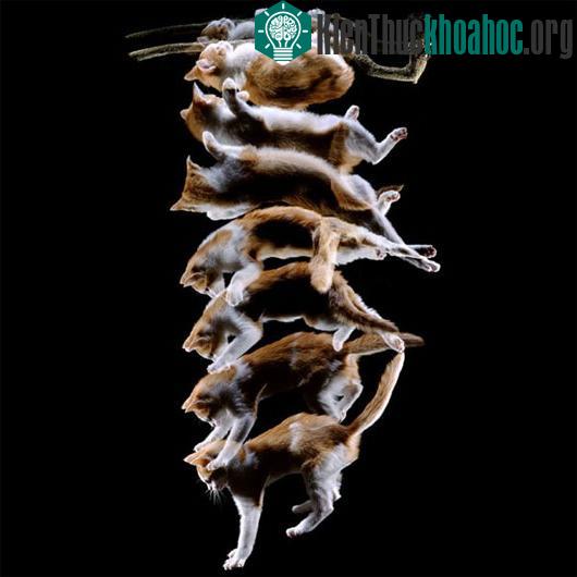 Phát hiện cơ chế giúp "mèo bay xuống đất" như làm xiếc