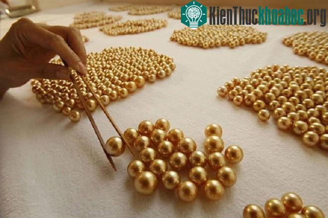 &nbsp;Hiện tại, ông Jewelmer đã làm chủ được phương pháp nuôi trai lấy ngọc này.