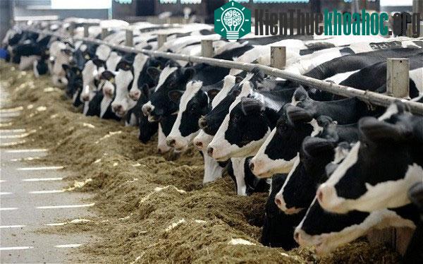 Nếu không ăn thịt, con người sẽ ra sao? ảnh 1