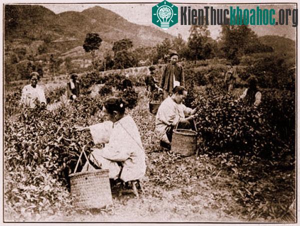 Hình ảnh người phụ nữ Trung Hoa xưa thu hoạch trà.